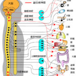 自律神経
