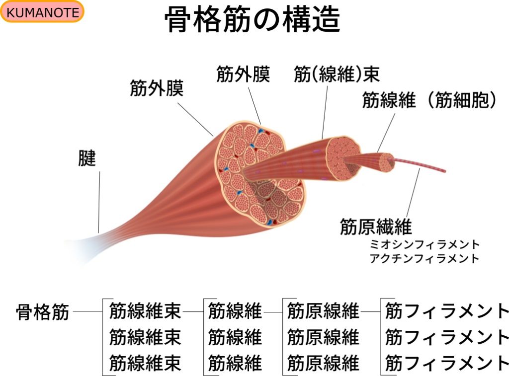 骨格筋の構造