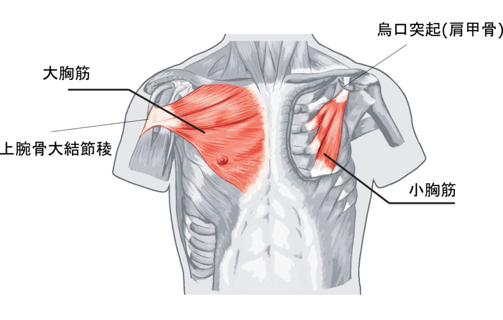 胸筋解剖
