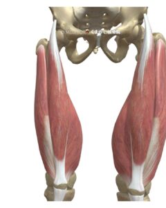 大腿四頭筋の画像