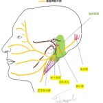 参考ネッターアトラス、顔面神経の枝、くまのて接骨院イラスト、転載禁止、コピー禁止