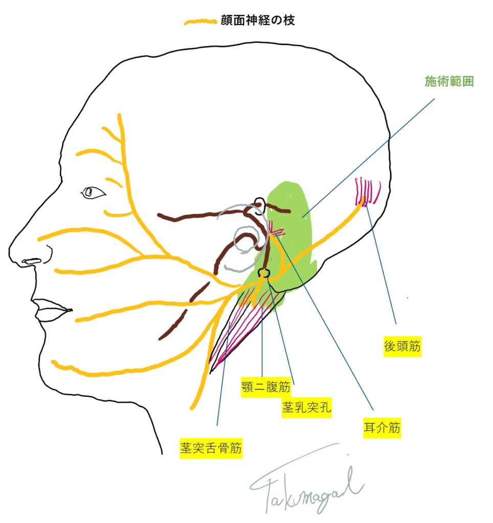 参考ネッターアトラス、顔面神経の枝、くまのて接骨院イラスト、転載禁止、コピー禁止