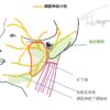 くまのて接骨院院長イラスト転載禁止ネッター参照耳下腺に顔面神経が貫通するイラスト