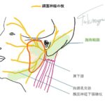 くまのて接骨院院長イラスト転載禁止ネッター参照耳下腺に顔面神経が貫通するイラスト