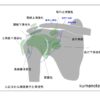 肩関節滑液包