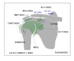 肩関節滑液包