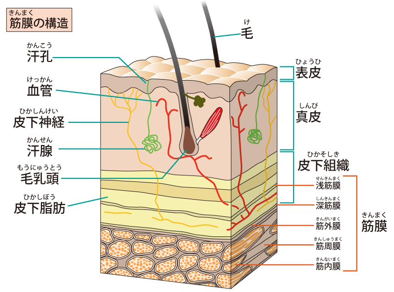 筋膜構造