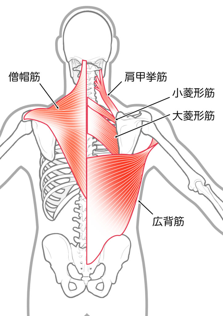 広背筋の解剖図