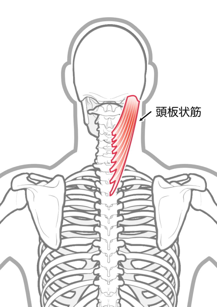 頭板状筋イメージ画像