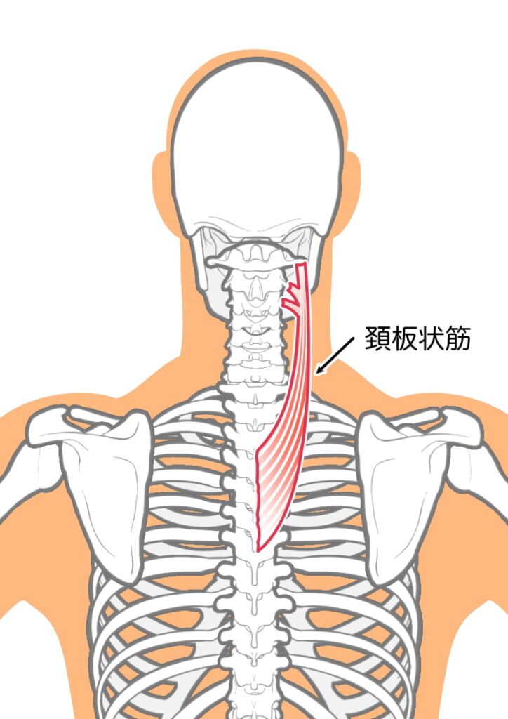 頚板状筋イメージ画像