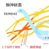 腕神経叢の後神経束の上下肩甲下神経と今日胸背神経のイラスト