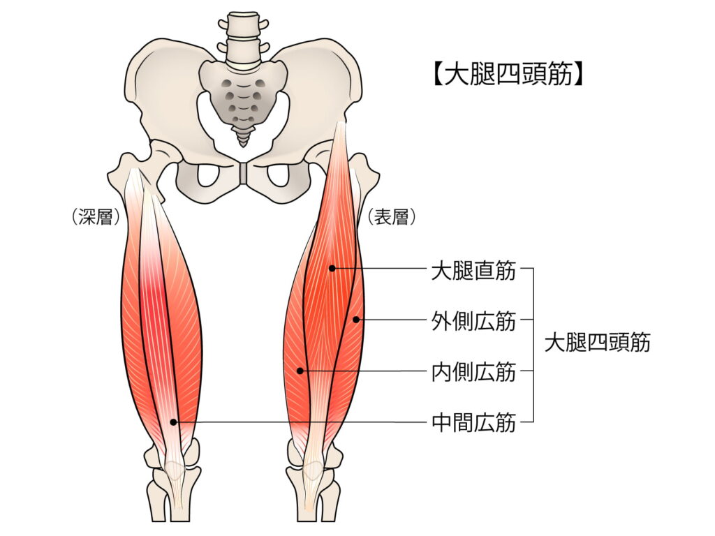 大腿四頭筋のイメージ
