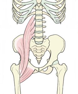 腸腰筋解剖イラスト