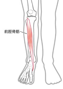 足首、前脛骨筋、捻挫