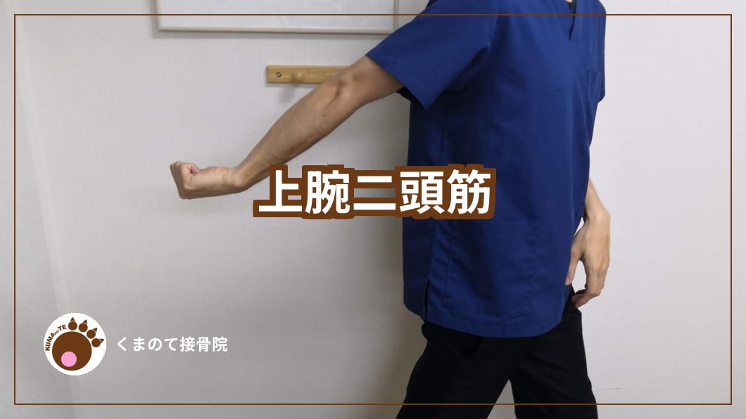 上腕二頭筋のストレッチ