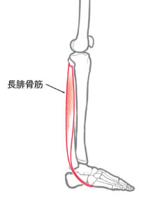 腓骨筋イメージ