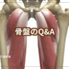骨盤のイラスト