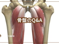 骨盤のイラスト