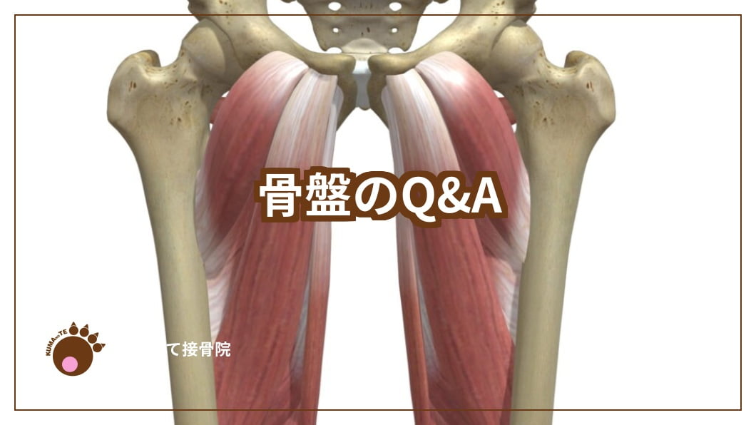 骨盤のイラスト