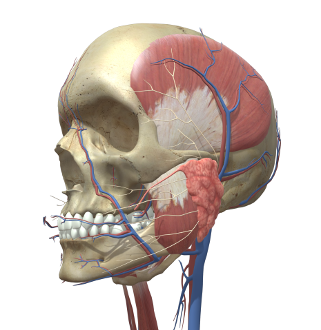 顎関節と首の筋肉