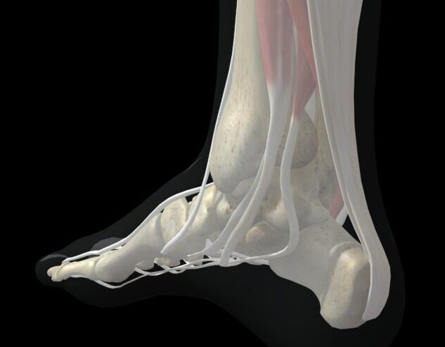 アキレス腱の解剖図