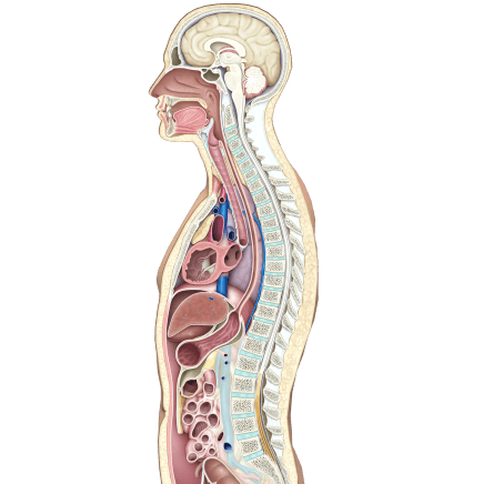 自律神経と脊柱