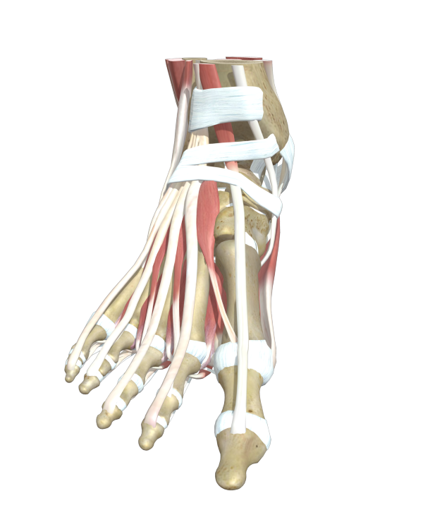 足首の歪みイメージ