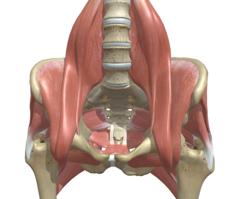 腸腰筋と鼠径部
