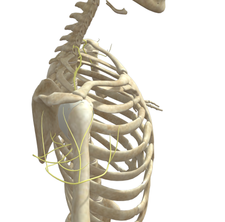 腋窩神経と頚椎