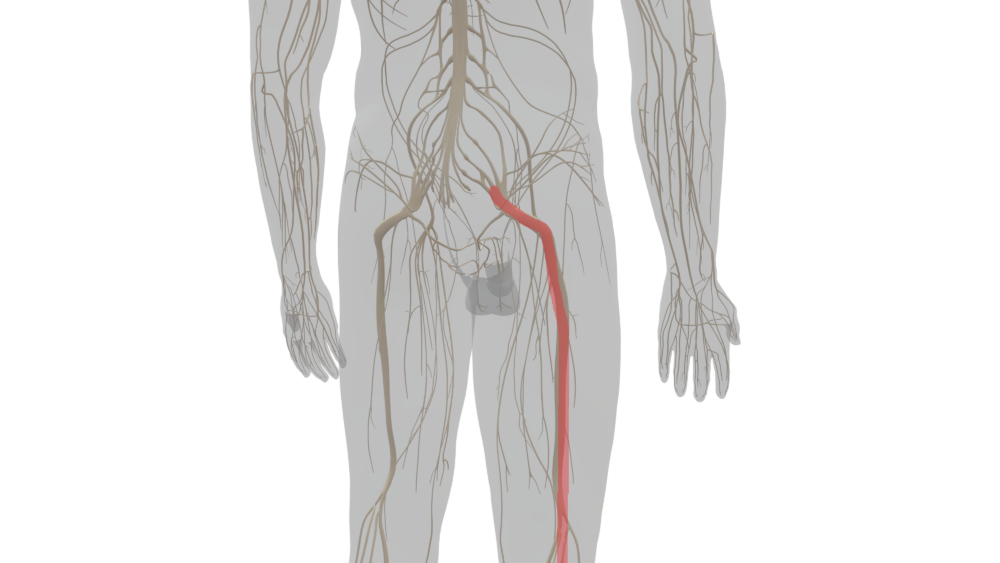腰から足へ伸びる坐骨神経の図
