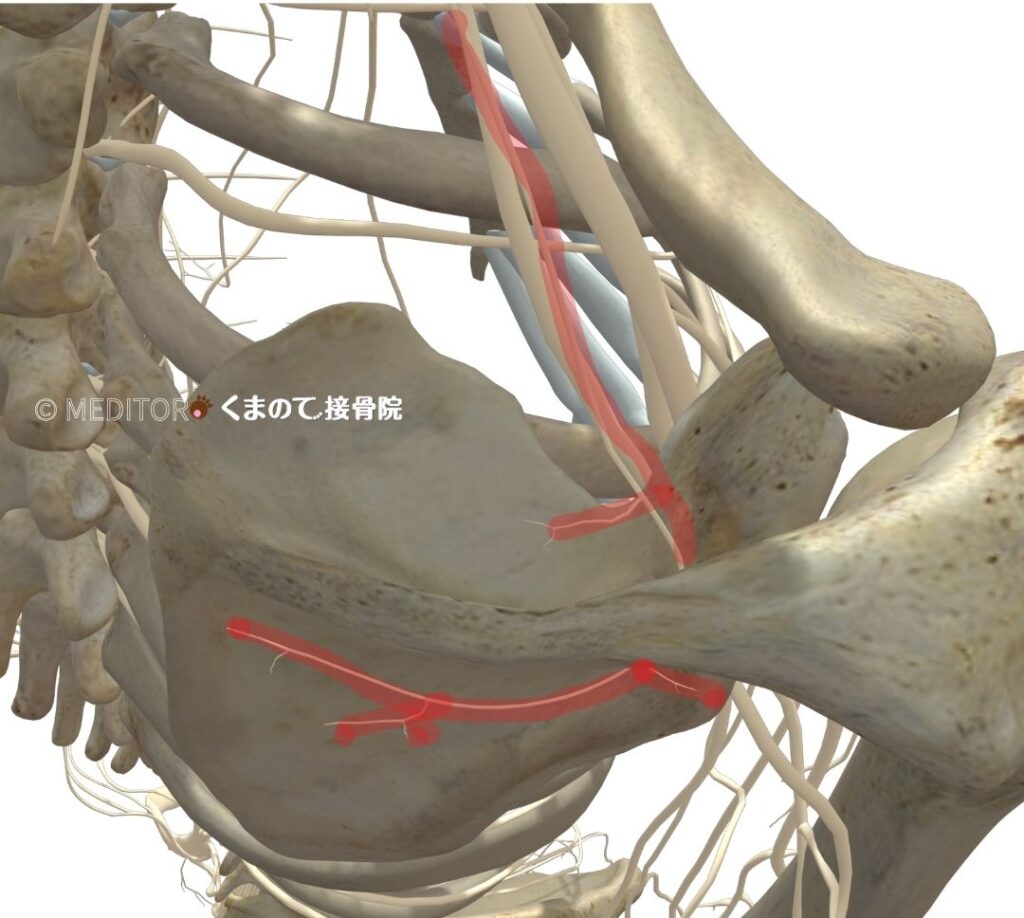 肩甲上神経の解剖図上から