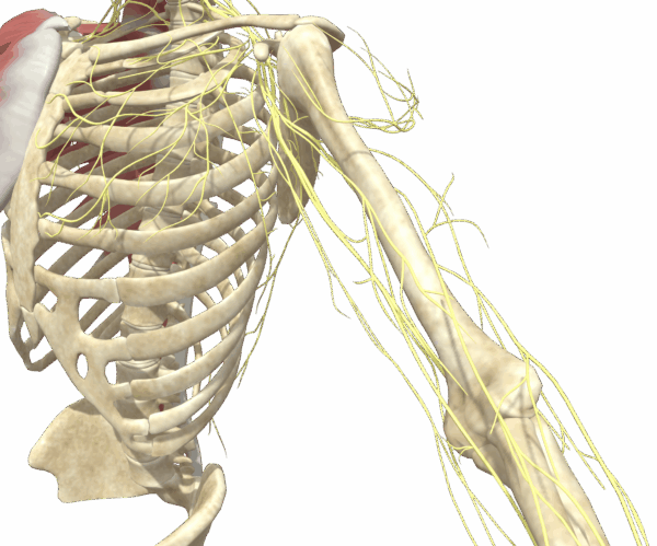肘の神経解剖図