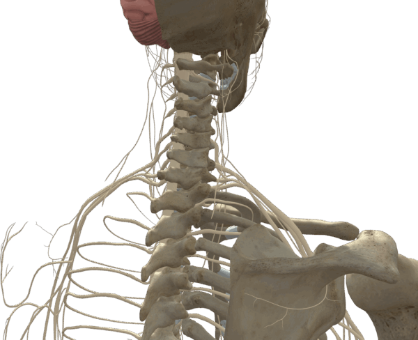 肩の神経解剖図