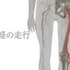 坐骨神経の走行の解剖図