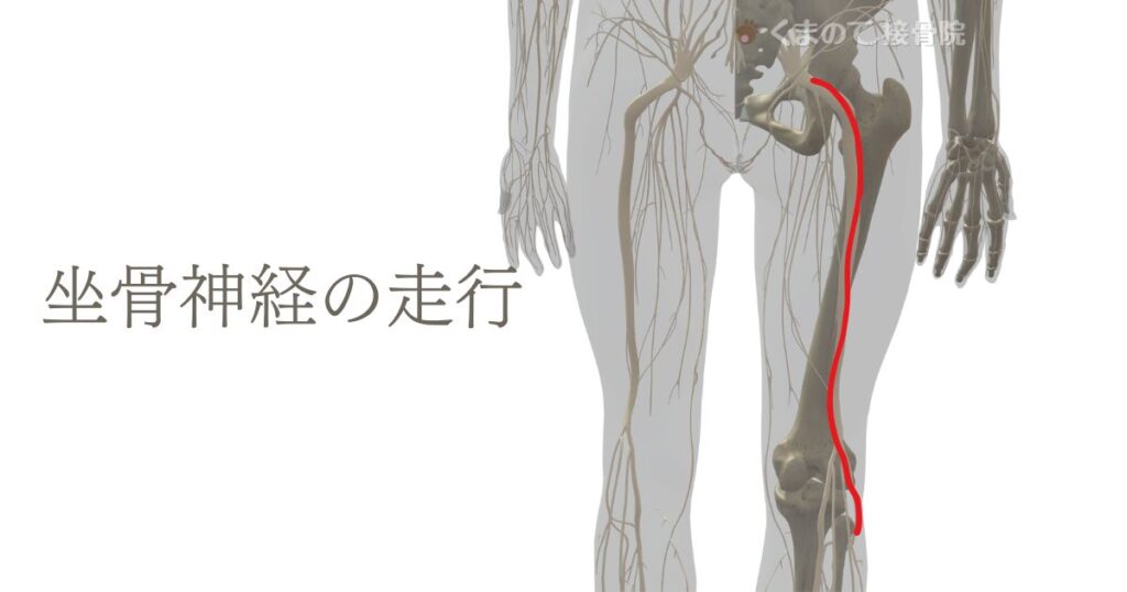 坐骨神経の走行の解剖図