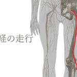 坐骨神経の走行の解剖図