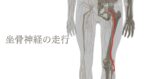 坐骨神経の走行の解剖図