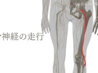 坐骨神経の走行の解剖図
