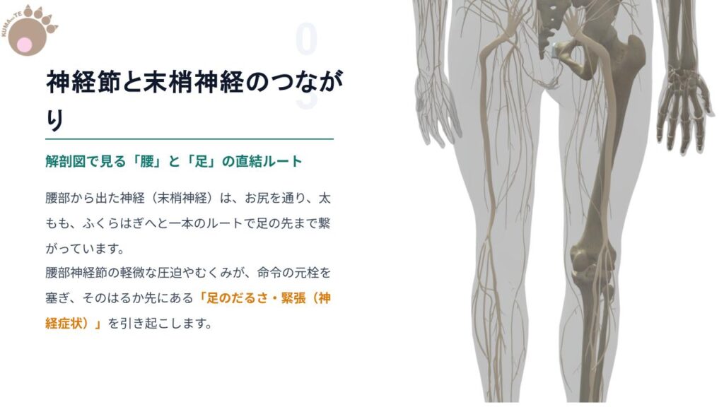 足のおもだるさは腰の神経トラブルが原因かもスライド3